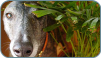Join Maine Greyhound Placement Services