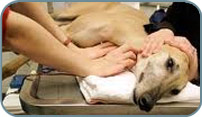Vet care for greyhounds