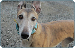 Adopt a retired greyhound in Maine